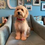 Maggie Cooley - @maggiepoopers - Instagram