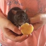 Maggie Coyle - @i_love_rats123abc - Instagram