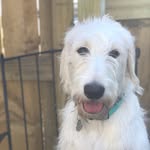 Maggie Mae Smigs Crain 🐾🐩 - @maggiemadeamess - Instagram