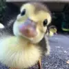 maggie - @maggie.crowl - TikTok