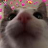 maggiegcrowley - @maggiegcrowley10 - TikTok