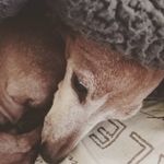 @maggie_cuddle - Instagram