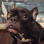 Maggie - @maggie_cuddlepuff - Instagram