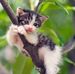 Mayeja Cat - Facebook