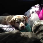 Maggie Dailey - @maggie_the_dog230 - Instagram