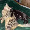 MaggieDee_ - @maggiedee_ - TikTok