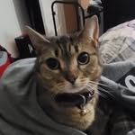 Maggie DeSantis - @ulv.vermillion - Instagram