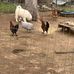 Maggie Easter Chicken Farms - Facebook