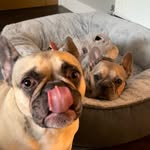 Arwen and Maggie Eckersley - @arwenandmaggie.eckersley - Instagram