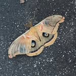 maggie fitzpatrick - @okwatevr - Instagram