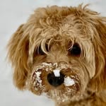 Maggie Veraguth Fitzpatrick - @atticus49 - Instagram