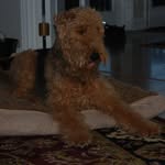 Airedale Dad - @flint_maggie_murphy - Instagram