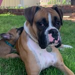 Maggie & Flint - @theboxerandthebelg - Instagram