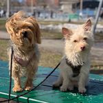 Maggie Mae, Sally & James Fraser - @thecountrydogz - Instagram