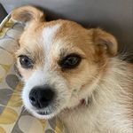 Maggie Freeman - @maggietheterrier3 - Instagram