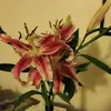 Maggie Freeman - @maggie.freeman00 - TikTok