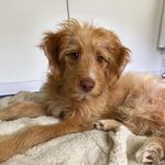 Maggie Garrett Utley - @maggietheaussiedood - Instagram