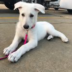 Maggie Gregg - @maggie_the_white_shepherd - Instagram