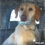 🐶maggie🐶 - @maggie_gregg - Instagram