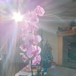 Maggie Gu - Facebook