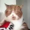 liangmeizhen11 - @maggieshare - TikTok