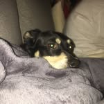 Harold - @dailydoseofharoldandmaggie - Instagram