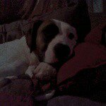 Maggie Helm - @maggie_is_the_coolest_dog_ever - Instagram