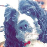 Maggie Hendrickson - @maggiethedog202 - Instagram