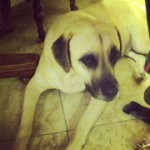 Maggie The Dog - @maggie_herms3 - Instagram