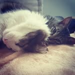 Chester&Maggie - @chester.maggie_catslife - Instagram