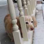 Maggie Hester - @dachshund.maggie - Instagram