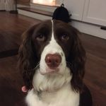 Maggie Higgins🐶 - @maggiehiggins14 - Instagram