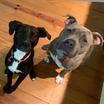 Maggie & Hurley❤️ - @couple_of_pittypooches - Instagram