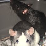 Maggie & Ivy 🐁🐀 - @mni_ratventures - Instagram