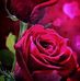 Maggie Kendrick - Facebook