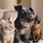 Ollie • Maggie • Knox - @thepurrfect_trio - Instagram