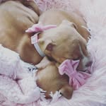 Maggie&lotty - @double_trouble_bullyz - Instagram