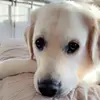 maggie lou - @maggiethecream - TikTok