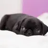 maggielyon - @maggie.lyon6 - TikTok