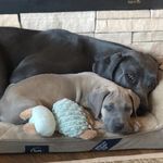 Maggie And Major - @maggie_major_daneventures - Instagram