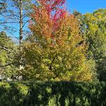 Maggie Major Marcum - @magsm74 - Instagram