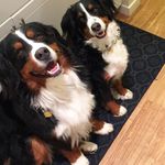 The Maggie And Major Duo ✌🏼️ - @maggie_bmd_major - Instagram