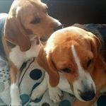 ⋆𝐌𝐚𝐠𝐠𝐢𝐞 & 𝐌𝐚𝐥𝐢𝐚⋆ - @maggiemaliathebeagles - Instagram