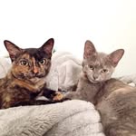 Maggie & Maple - @maggienmaple - Instagram