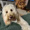 Maggie & Maple - @twofloofydoodles - TikTok