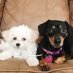 Maggie & Maple - @maggie_and_maple - Instagram