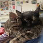 Maggie & Maple - @maggieandmaple24 - Instagram