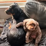 Maggie & Maple 🐾🐶 - @magsnmaple - Instagram