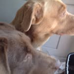 Maggie And Maple - @maple_and_maggie0110 - Instagram