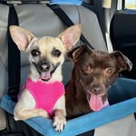 Maggie and Maple🐶🐶 - @chickn.and.bear - Instagram